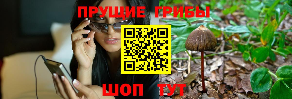 Солнечногорск  Псилоцибиновые грибы прущие грибы  Вход с VPN 